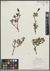 Foto von Salix arbutifolia Pall.